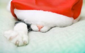 cat, paw, nose, hat, santa claus,  muzzle wallpaper thumb